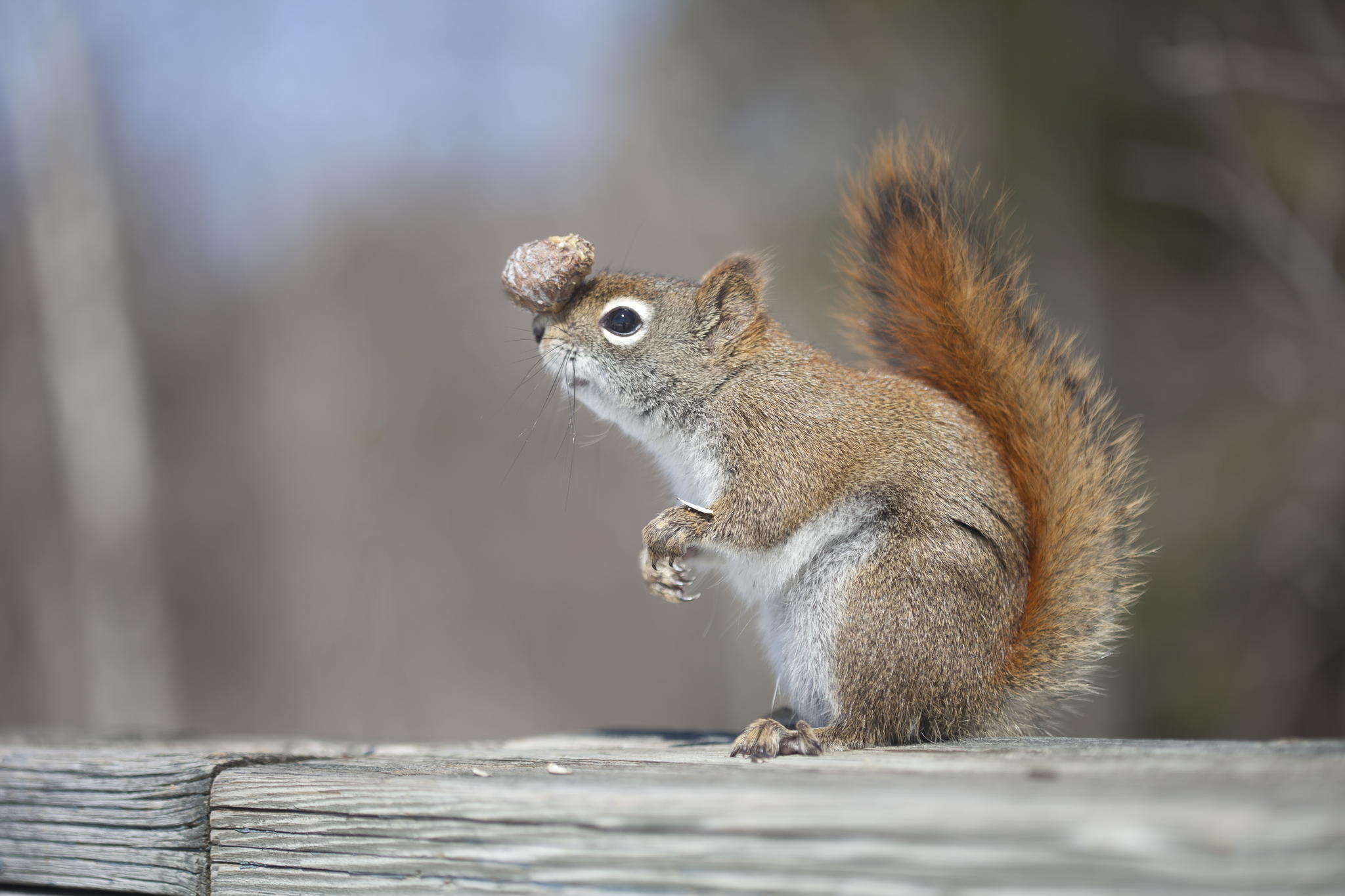 Лишний белок. Белка. Картинки на рабочий стол белка. Белка Squirrel. Белка с шишкой.